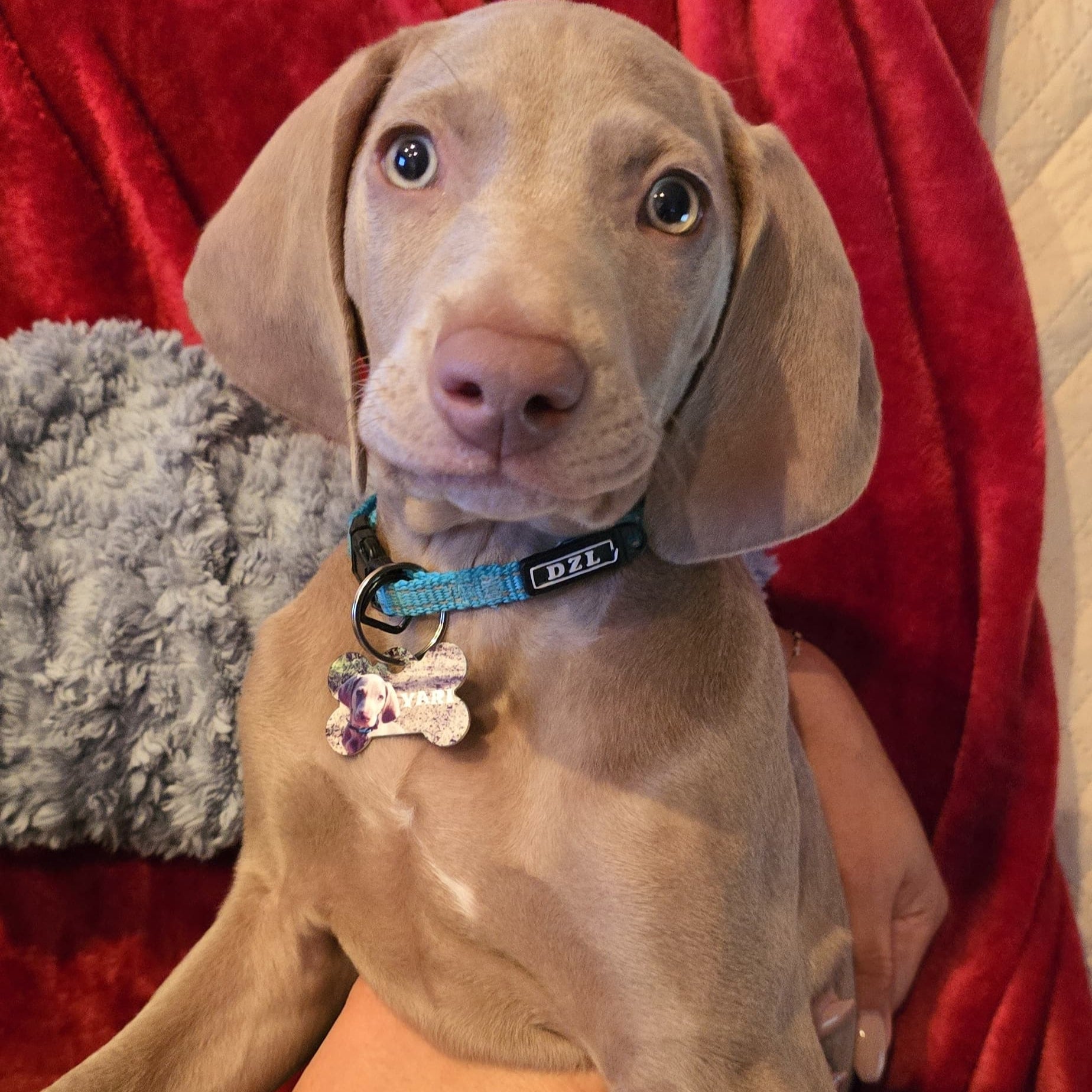 Perro con Chapa Personalizada